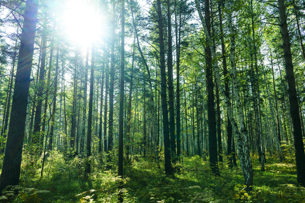 berkeley therapy forest
